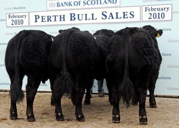 Newhouse Black Limousin Bulls